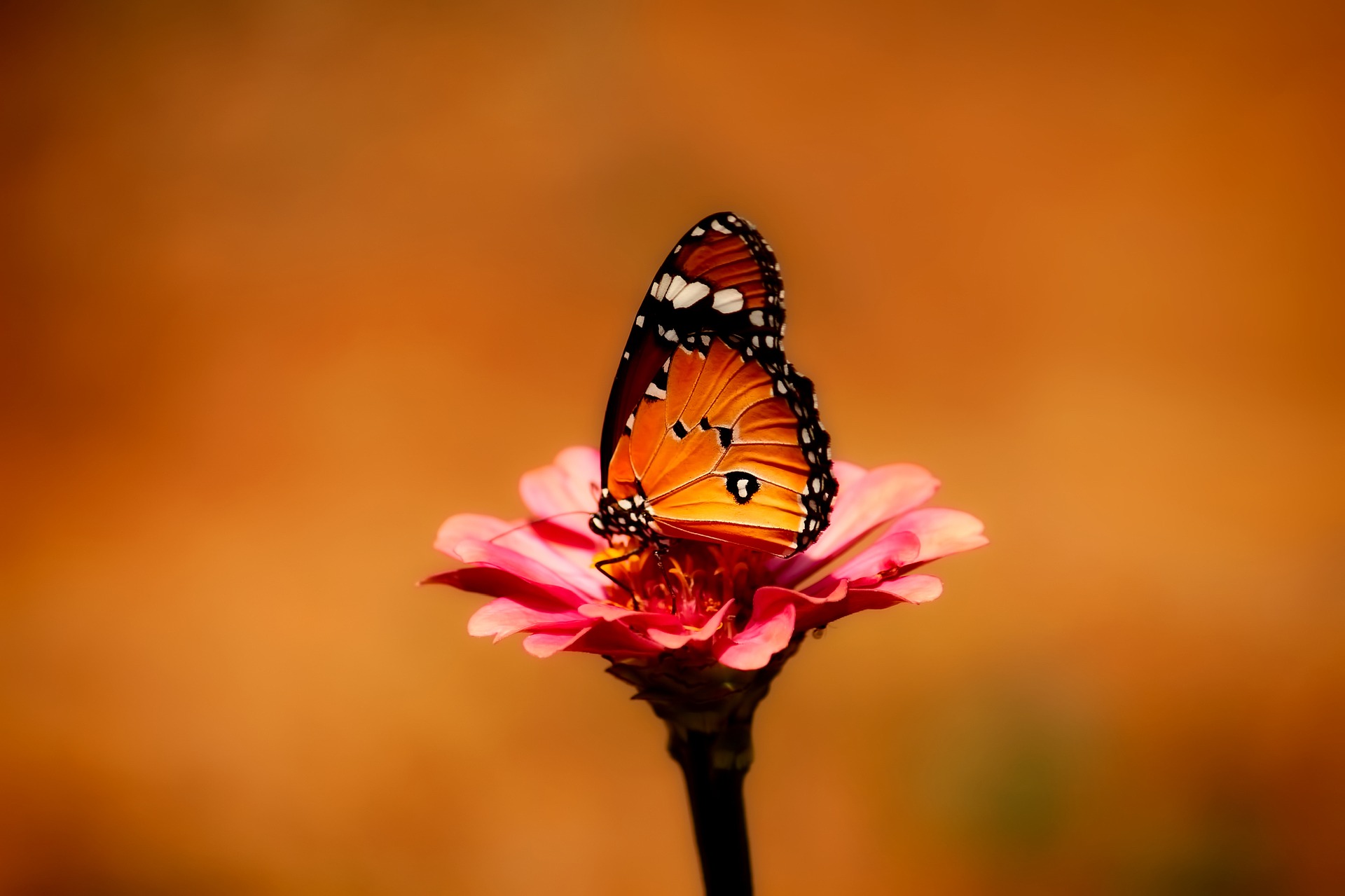 butterfly-2656624_1920